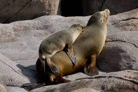 Sea Lion Sea Lion Baby Sea Lion Ocean Animals