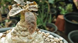 Image result for Dorstenia schliebenii