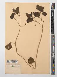 Image result for Physalis viscosa