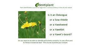 Plant health controls, imports and exports, certification schemes, plant passporting and listed quarantine plant pests. Identiplant Plant Identification Course For Beginners In Serious Botany In The Uk And Ireland