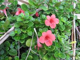 Image result for Barleria tanzaniana