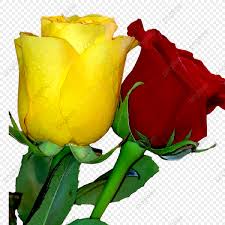 الورود الصفراء والحمراء روز الورد زهرة Png وملف Psd للتحميل مجانا