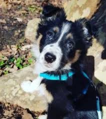We are very proud of her and her owner. 5 Best Border Collie Breeders In Illinois 2021 We Love Doodles