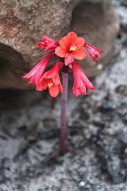 Image result for Cyrtanthus