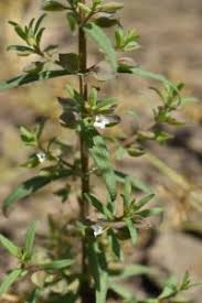 Image result for Bacopa floribunda