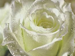 Adibal follow juga kita disini yuk : Gambar Bunga Rose Gambar Bunga