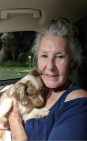 Toy Australian Shepherd Puppies!!!