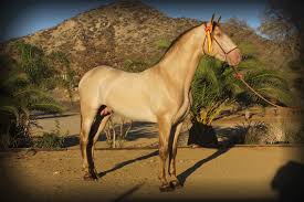 Check out our buckskin color selection for the very best in unique or custom, handmade pieces from our sewing shops. Buckskin Pearl Color Genetics