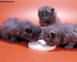 kogda nachinat kormit kotyat kotyata kotenok koshki