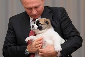 Suchen sie in stockfotos und lizenzfreien bildern zum thema alabai von istock. Ein Hund Fur Putin Gus Gipfel In Sotschi Urban Dog