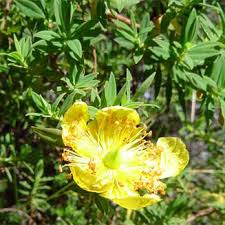 Image result for Hypericum revolutum