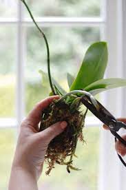 Orchid plants need repotting for one or a combination of two main factors: How To Repot An Orchid Step By Step Without Killing It