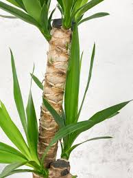 Image result for yucca gigantea en casa