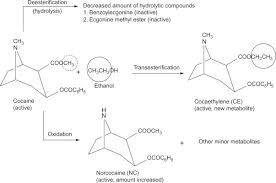 benzoylecgonine an overview sciencedirect topics