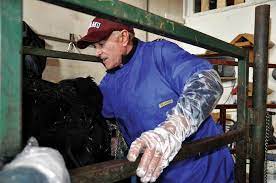 Tips On When And How To Check That Very Pregnant Cow - Canadian Cattlemen