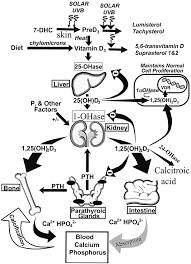 Schematic Diagram Of Cutaneous Production Of Vitamin D And Its Metabolism And Regulation For Calcium Homeostasis And Cell Vitamin D Vitamins Autoimmune Disease
