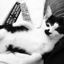 Quand mon chat... Le Tumblr des lolcats en Gifs | Animaniacs