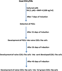 Ng kee way & co. Derivation Of Oocyte Like Cells From Putative Embryonic Stem Cells And Parthenogenetically Activated Into Blastocysts In Goat Scientific Reports