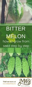 Maybe you would like to learn more about one of these? How To Grow Bitter Melon Misfit Gardening