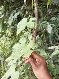 Image result for Peponium vogelii