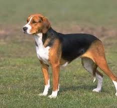 Black And Tan Foxhound Puppies Black And Tan Virginia Foxhound Usa Foxhound Dog Dog Breeds Foxhound Puppy