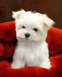 Teacup puppies for sale, teacup, tiny toy and miniature puppies for adoption and rescue from illinois, il. Maltese Puppy For Sale Chicago Illinois Maltese Teacup Puppies Maltese Maltese Puppy Maltese Dog Breed