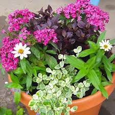 Mid Atlantic Gardening Pink Flowers That Sizzle Container Flowers Lawn And Garden Pentas Flower