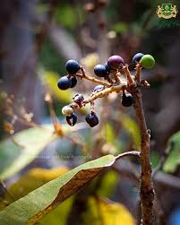 Image result for Chironia elgonensis