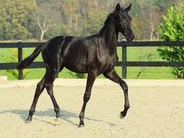 Foals And Young Horses For Sale Peter Berkers Sporthorses