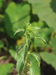 Image result for Pouzolzia