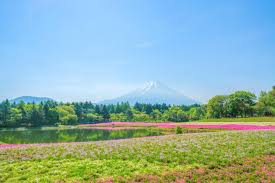 Japan S Fuji Shibazakura Festival 2017