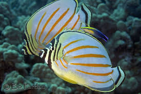 The hawaiian cleaner wrasse is a lynchpin species, keeping reefs free from parasite overload. Pin Ot Polzovatelya Brian Alaway Na Doske Amazing Oceans Podvodnyj