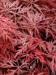 Si vous voulez planter un érable du japon, il vous faudra d'abord patienter jusqu'en automne pour pouvoir le faire. Erable Du Japon Dissectum Garnet Acer Palmatum Le Jardin Du Pic Vert