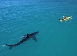 Are there any pictures of sharks that are scary? 15 Scary Ocean Pics That Prove Deep Waters Can Be A Terrifying Place