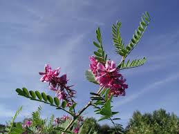 Image result for Indigofera melanadenia