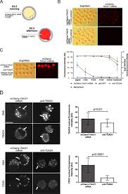 Mutations can occur during dna replication if errors are made and not corrected in time. A Framework For Trim21 Mediated Protein Depletion In Early Mouse Embryos Recapitulation Of Tead4 Null Phenotype Over Three Days Bmc Genomics Full Text