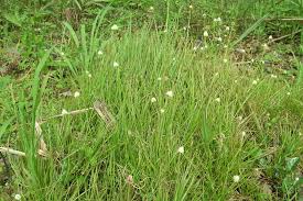 Image result for Kyllinga bulbosa