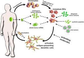 According to the american cancer society, a. Frontiers Investigational Approaches For Mesothelioma Oncology