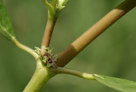 Image result for Zaleya