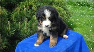Wir sind auf der suche nach einem berner sennenhund welpen. Hunde Rassehunde Bernersennen Tieranzeigen Seite 3