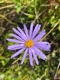 Image result for Aster harveyanus