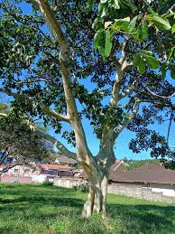 Image result for Ficus bubu