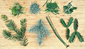 We did not find results for: Foraging For Pine Needles And Other Conifer Needles