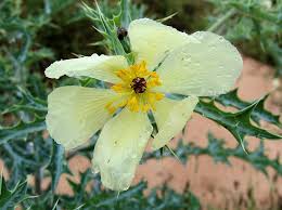 Image result for Argemone ochroleuca