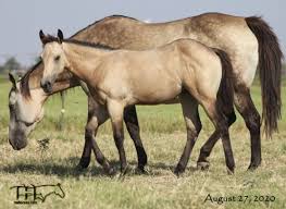 Jet is six years old now and has grown into an outstandingly substantial, beautifully trained, western pleasure. Docs Driften Heart S 2020 Buckskin Filly Quarter Horses For Sale Working Ranch Horses Texas Ma Quarter Horses