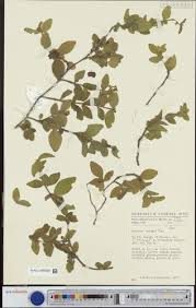 Image result for Mostuea batesii