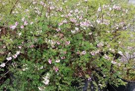 Piante profumate che fioriscono in inverno. Arbusti Profumati Archivi Italian Botanical Trips