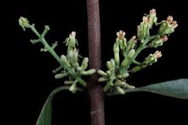 Image result for Vanwykia