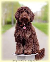 Praise for good behavior in the form of treats and affirmation will work best when training. Miniature Australian Labradoodle Litters For Adoption Vancouver Bc Copper Canyon Labradoodles