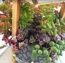 Maybe you would like to learn more about one of these? 14 Cacti And Succulents That Hang Or Trail With Pictures Succulent Plant Care
